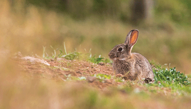 1080 Pest Control Course