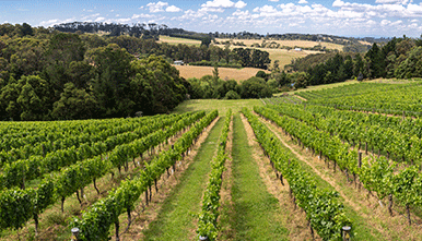 Advanced Spray Application – Viticulture